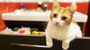 It is a day to raise awareness for cats and learn about ways to help and protect them. Dia Internacional Del Gato Por Que Se Celebra El 20 De Febrero Zenu Radio El Encuentro De Dos Mundos