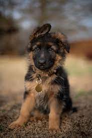 Long Haired German Shepherd Puppy Long Haired German Shepherd Cute German Shepherd Puppies Black German Shepherd Puppies