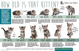 1/2 can per kitten of gruel (gruel instructions below) in a dish and dry kitten food in. Newborn Kitten Progression Cat Age Chart With Pictures Alley Cat Allies