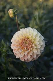 Dahlia Bracken Sarah Dahlia Summerdreamsfarm Growing Dahlias Dahlia Peach Flowers