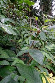 Image result for Palisota ambigua