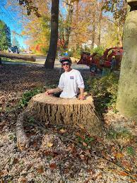 Someone had recommended harlan to us and they are awesome! Harlan Tree Service Home Facebook