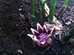 Image result for Aspidistra