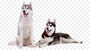 As the breed name suggests, siberian huskies originated from siberia. Cartoon Dog Png Download 770 500 Free Transparent Miniature Siberian Husky Png Download Cleanpng Kisspng