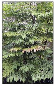 Image result for Leea guineensis