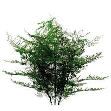 Image result for Asparagus macowanii