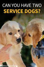 Can You Have Two Service Dogs Service Dogs Puppy Training Service Dog Training