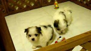 Adopt an toy malti pom puppy in south florida My Maltipom Maltese Pomeranian Mix Snowwhite Phantom And Boo Playing With Toys Youtube
