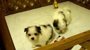 They combine all the best qualities of both parent breeds. My Maltipom Maltese Pomeranian Mix Snowwhite Phantom And Boo Playing With Toys Youtube