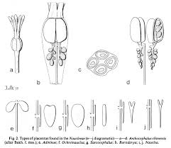 Image result for Burttdavya