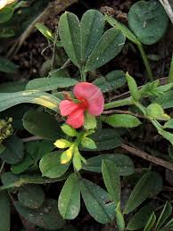Image result for Indigofera emarginella