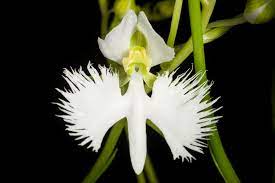 Flower Of The Holy Spirits Catholic Culture Reviews And Buying Guide Radiata Flowers Orchids