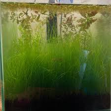 Not At All Advocating For Aquarium Plant Seeds, But If You Know What You'Re  Looking For, You Can Avoid Being Scammed And Grow Something Nice! (How In  Post) In A 3 Year