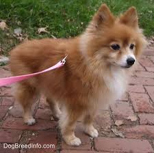 They are very playful little dogs and they're also very. Pomeranian Dog Breed Pictures 1