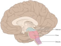 As it ascends, the midbrain travels through the opening in the tentorium cerebelli. Brainstem Wikipedia