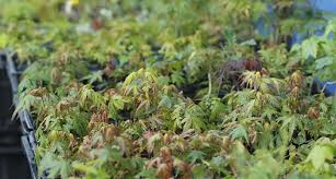 モミジ 紅葉 の育て方 キミのミニ盆栽びより