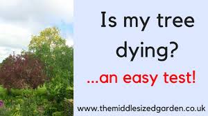 There are different reasons that a tree dies but before they even die, you can still do something to revive them. Is My Tree Dying Youtube