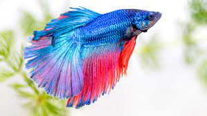 Low-Maintenance Freshwater Fish For Beginners