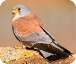 The list of blancos de albariza, white wines from albariza soils, keeps growing steadily year after year. Cernicalo Primilla Ecured