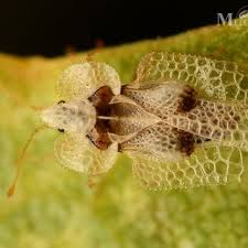 Image result for Pycnostachys ciliata