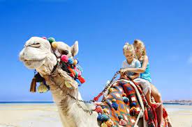 Changes in life routine, when negative, lead to camel to appear in dreams. Why Dream Of Riding A Camel Camel Miller S Dream Book Muslim Dream Book Why Do Camels Dream If The Camel Is Dreaming In The Ukrainian Dream Book