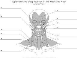 Blank Head And Neck Muscles Diagram Muscle Anatomy Muscle Diagram Facial Anatomy