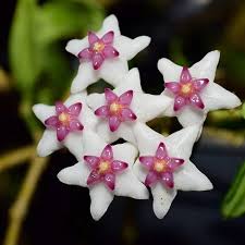 Image result for Englerina