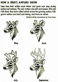 Pin On Hunting Fishing Trapshooting