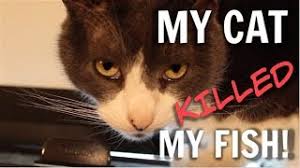 Us city people wouldn't understand! My Cat Killed My Fish Youtube