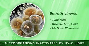 Image result for Botrytis cinerea