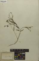 Image result for Eriosema angolense