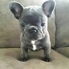Only 2 boys left puppies can be seen with their mom, bought up in a family home with dogs and 5 beautiful french bulldog for sale i have 2 pied girls with tan points 1 pied boy with tan points and 2 blue and tan boys! Blue French Bulldog Puppies For Sale In Uk View 96 Ads