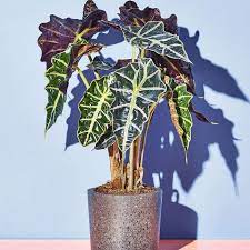 These plants are fantastic for the difficult north facing rooms that are low in light. How To Keep These 15 Low Light Plants Alive