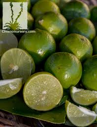 We did not find results for: Thornless Mexican Lime Citrus Lime Mexican Thornless Standard Civano Nursery Tucson Plant Nursery