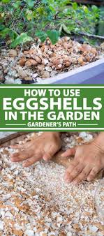 Eggshells are good nurseries for seedlings. How To Use Eggshells In The Garden Gardener S Path