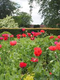 Englische Blumenarten Fur Den Garten Tea And Scones In 2020 Blumenarten Englischer Garten Pflanzen