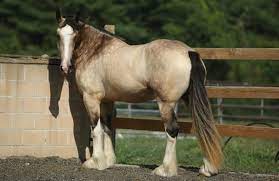 A Buckskin Shire Mare Here S What Her Owners Say Well As It Turns Out Many Many Decades Ago The Ahsa Allowed A Bre Andalusian Horse Horses Beautiful Horses