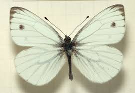 Image result for Pieris napi