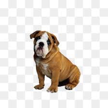 Either solid or pied (with white). Old English Bulldog Png Old English Bulldog History Old English Bulldog Clothes Old English Bulldog Crafts Old English Bulldog Coloring Old English Bulldog Games Old English Bulldog Logo Old English Bulldog Black Old English Bulldog Wallpaper Old