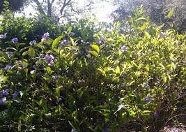 The spectacular feature of winter heath is its masses of flowers that can have colors such as purple, pink, and magenta. Florida Bush With Purple Flowers