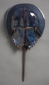 Get ready to find out! Pin On Horseshoe Crab