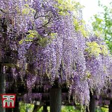Creating a wisteria standard controling? Wisteria Floribunda Domino Plants Thompson Morgan
