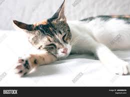 Find the best cute kitten background on getwallpapers. Cute Kitten Sleeping Image Photo Free Trial Bigstock