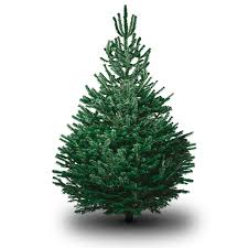 Christmas Tree Types How To Choose Creekside Christmas Jweyrich and is about borders and frames, cartoon, christmas, christmas. christmas tree types how to choose