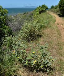 Image result for Melhania forbesii