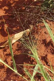 Image result for Eragrostis aspera