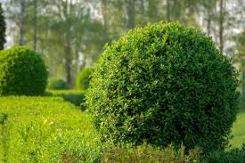 Image result for Ligustrum