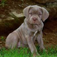 Star Kibris Kedi Ve Kopeklerde Uyuz Belirtileri Uyuz Bir Deri Hastaligidir Ve Ulkemizde De Cok Yaygin Olarak Gorulmektedir Yaygin Gorulmesinin En Buyuk Sebebi Sokak Kopekleri Diye Adlandirilan Sahipsiz Hayvanlarin Ve
