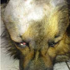 This means that it has very often. Pdf What Do We Know About Canine Osteosarcoma Treatment Review