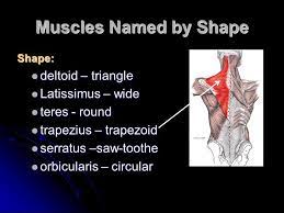 Understanding these terms will make the task of learning muscles easier. Characteristics Used To Name Skeletal Muscles Ppt Video Online Download